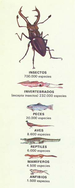 Cantidad de Especies Animales