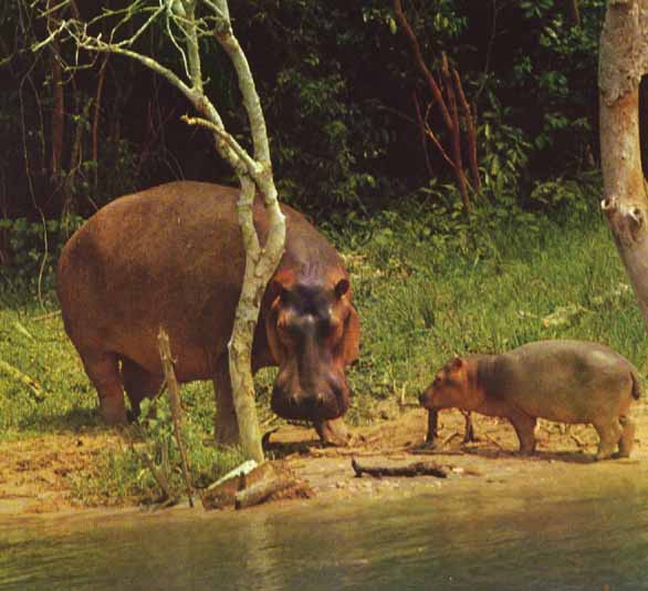 Hembra Hipoptamo con su cra